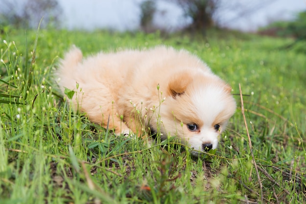 Weinig Pomeranian op het gras.