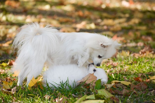 Weinig Pommeren puppy en zijn moeder voor een wandeling