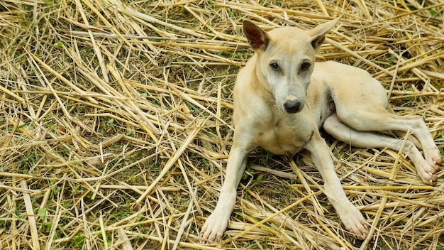 Weinig puppy in de tuin