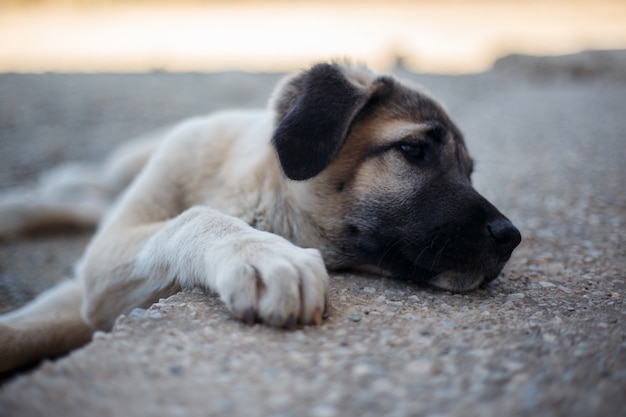 Foto weinig puppy spaans mastiff liggen