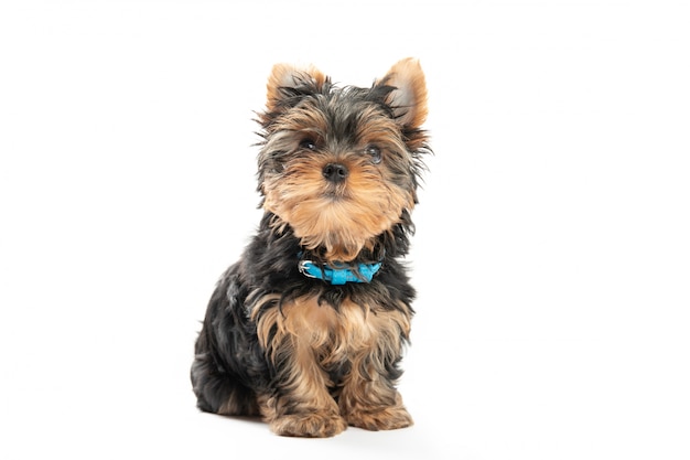 Weinig puppy van Yorkshire Terrier dat op witte achtergrond wordt geïsoleerd