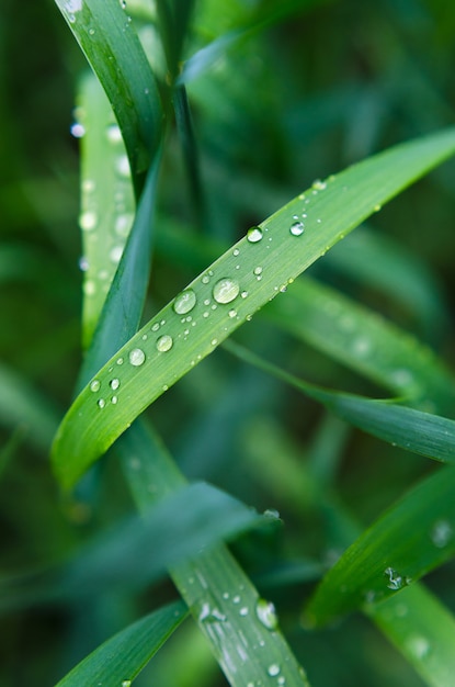 Weinig regendruppels op groen gras