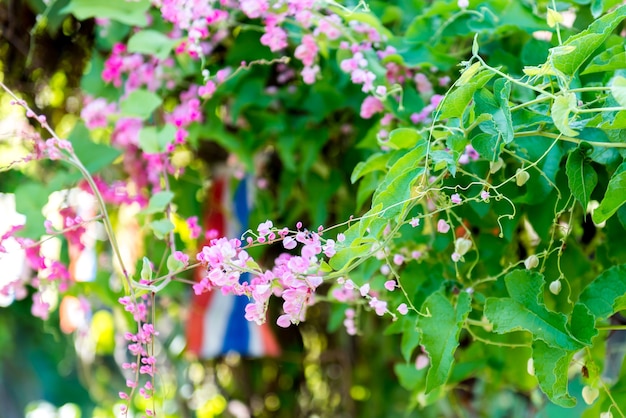 Weinig roze bloem met kleine bijen zachte nadruk