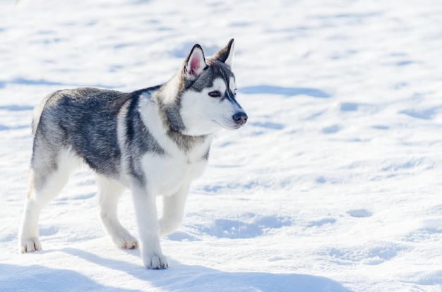 Weinig Siberische husky hond buiten wandelen