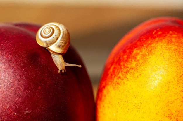 Weinig slak die op rijpe rode nectarines kruipt