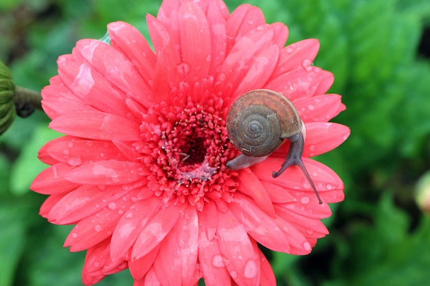 Weinig slak die op trillende roze bloeiende Gerbera-bloem met slijmslijm en waterdruppeltjes ontspannen