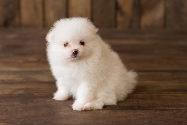 Weinig spitz-hondpuppy van pomeranian. het kan als achtergrond worden gebruikt