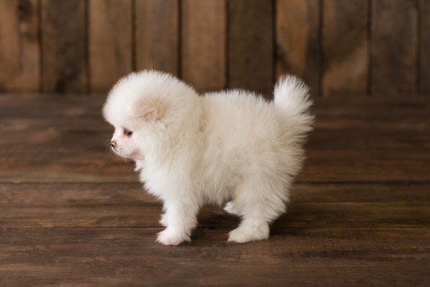 Weinig spitz-hondpuppy van Pomeranian. Het kan als achtergrond worden gebruikt