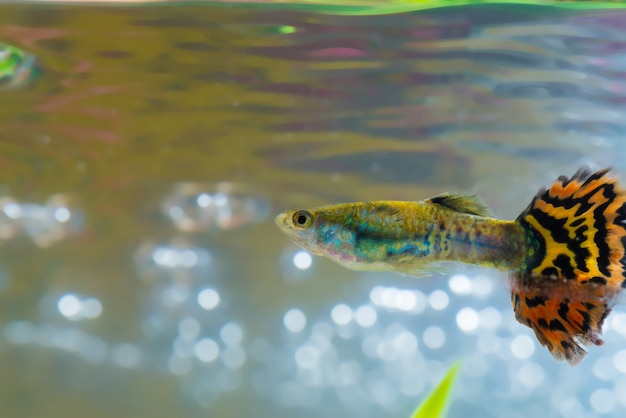 Weinig vis in aquarium of aquarium, goudvis, guppy en rode vis, mooie karper met groene plant