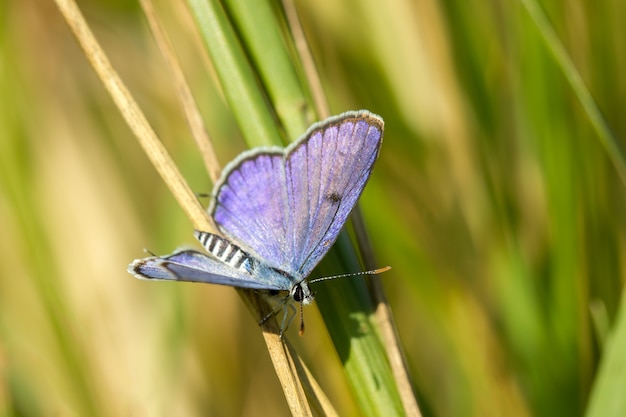 Weinig vlinder op het gras en de omgeving achtergrond