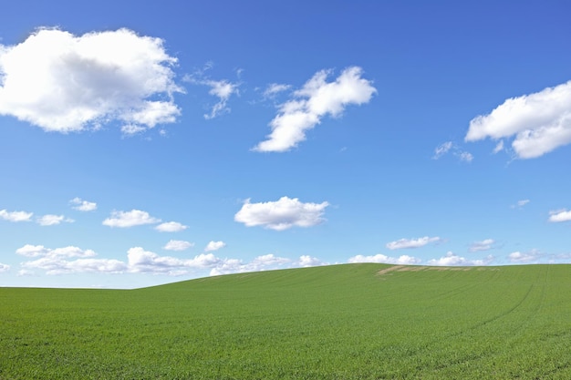 Welke dromen zijn gemaakt van Heldergroen gras onder perfecte witte wolken