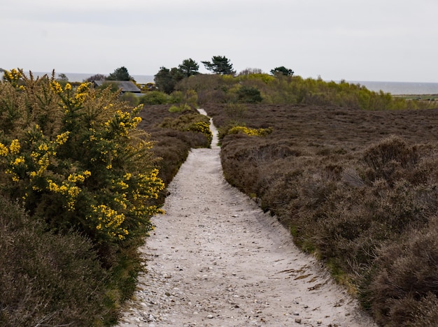 Foto welke heide loopt