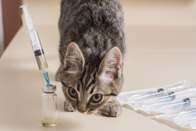 手入れの行き届いた猫は、ワクチン接種のための医療要素で遊んでいます。注射による獣医クリニックでの猫の注入。猫の治療。獣医学。遊び心のある猫は注射を恐れていません