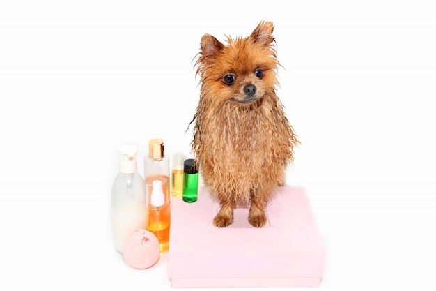 Photo well groomed dog. a pomeranian dog taking a shower. dog in bath. dog grooming