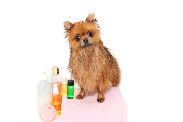 Well groomed dog. A pomeranian dog taking a shower. Dog in bath. Dog grooming