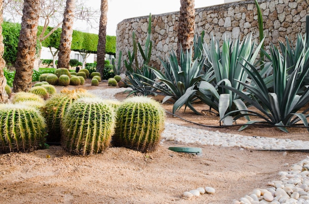 Well-groomed park area with palm trees and cacti.