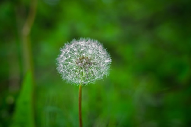 wellformed dandelion macro details