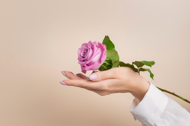 Wellgroomed female hand holding rose flower on pastel background