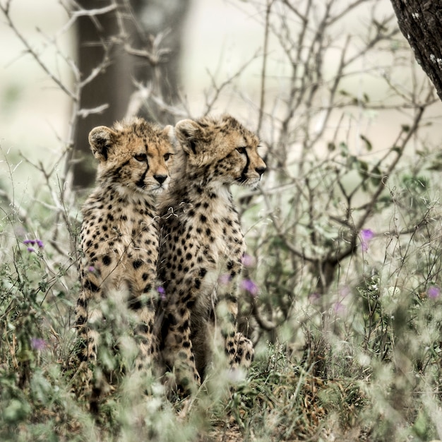 Welp cheeta's in Serengeti National Park