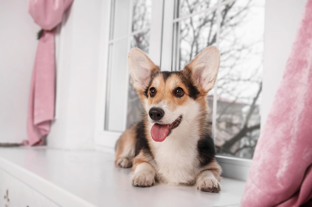 Welse Corgi-hond thuis. Hond poseren binnenshuis. Leuk pluizig hondenportret