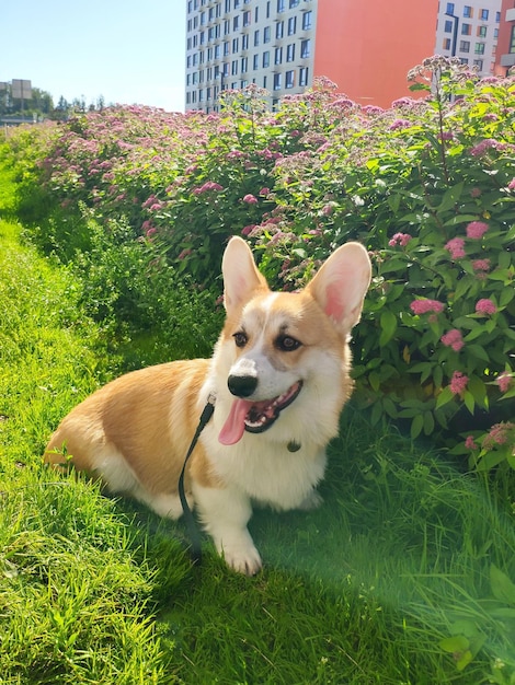 Welse corgi pembrok-puppy