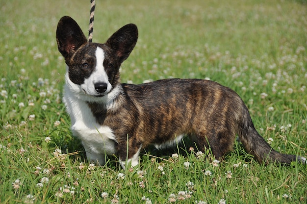 草の上のウェールズのカーディガンコーギー犬