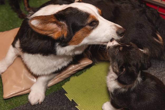 Welsh corgi cardigan cute fluffy dog puppies with their mom\
closeup portrait of puppies and dog funny animals