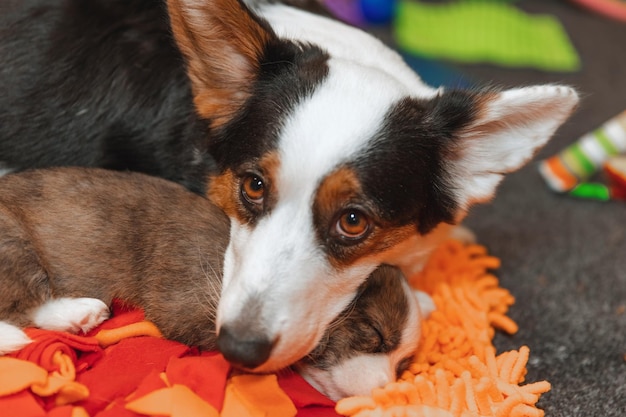 Welsh corgi cardigan cute fluffy dog puppies with their mom
closeup portrait of puppies and dog funny animals