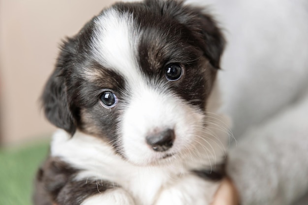 Фото Вельш корги кардиган милый пушистый щенок крупным планом портрет щенка смешное животное