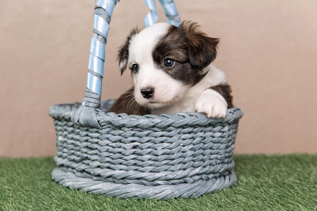 Welsh Corgi Cardigan cute fluffy dog puppy Closeup portrait of puppy funny animal