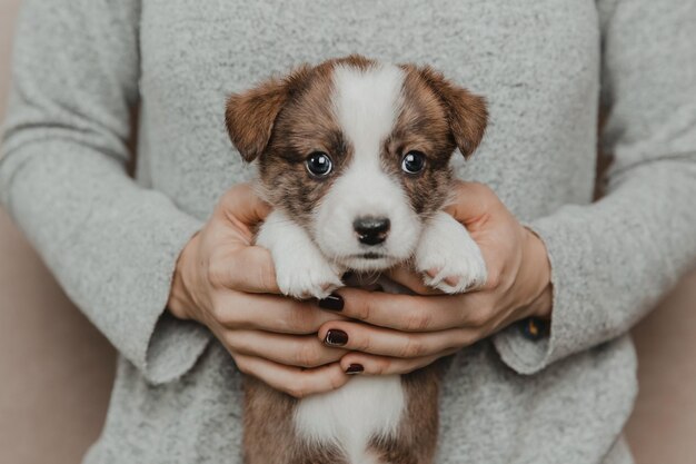 ウェルシュコーギーカーディガンかわいいふわふわ犬の子犬子犬の面白い動物のクローズアップの肖像画