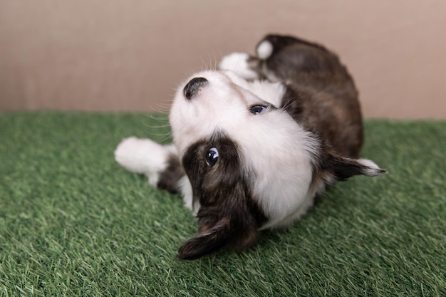 ウェルシュコーギーカーディガンかわいいふわふわ犬の子犬子犬の面白い動物のクローズアップの肖像画