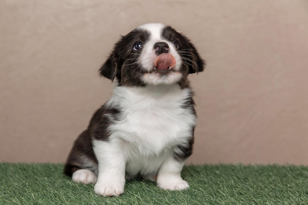 ウェルシュコーギーカーディガンかわいいふわふわ犬の子犬子犬の面白い動物のクローズアップの肖像画