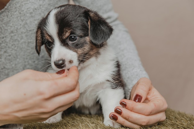 웨일스 어 Corgi 카디건 귀여운 솜 털 강아지 강아지 강아지 재미 동물의 근접 촬영 초상화