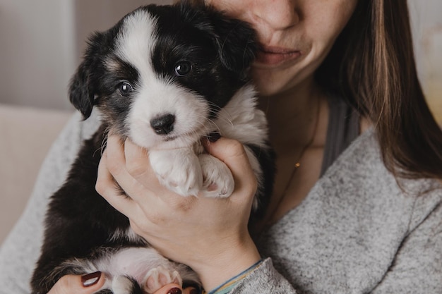 Welsh Corgi Cardigan cute fluffy dog puppy Closeup portrait of puppy funny animal