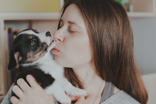 ウェルシュコーギーカーディガンかわいいふわふわ犬の子犬子犬の面白い動物のクローズアップの肖像画