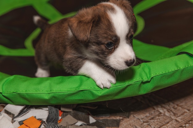 ウェルシュコーギーカーディガンかわいいふわふわ犬の子犬子犬の面白い動物のクローズアップの肖像画