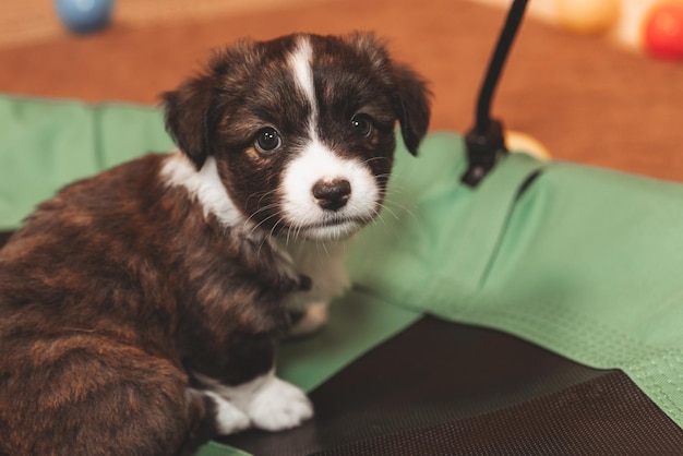 ウェルシュコーギーカーディガンかわいいふわふわ犬の子犬子犬の面白い動物のクローズアップの肖像画