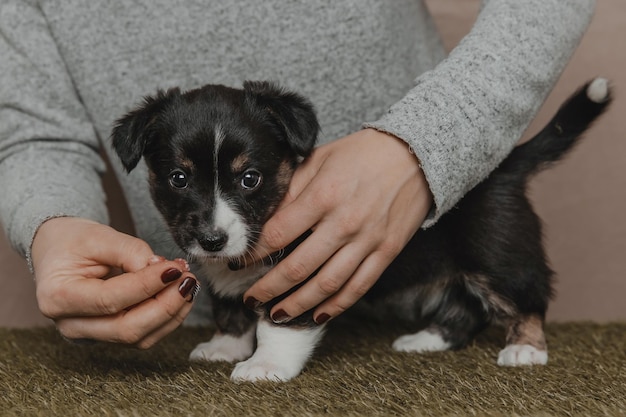 ウェルシュコーギーカーディガンかわいいふわふわ犬の子犬子犬の面白い動物のクローズアップの肖像画