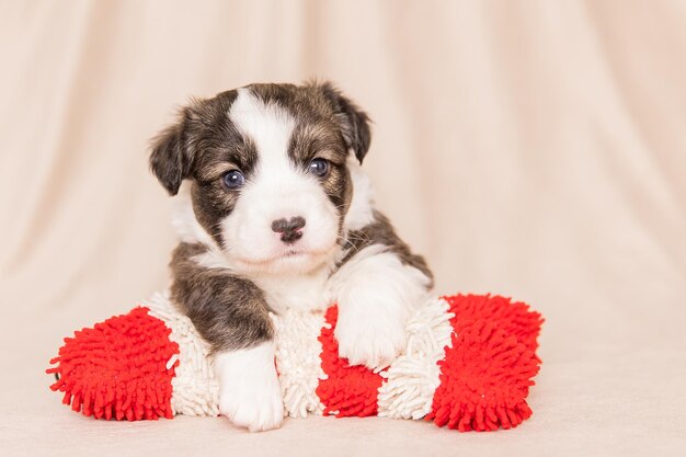 Welsh Corgi Cardigan cute fluffy dog puppy Closeup portrait of puppy funny animal