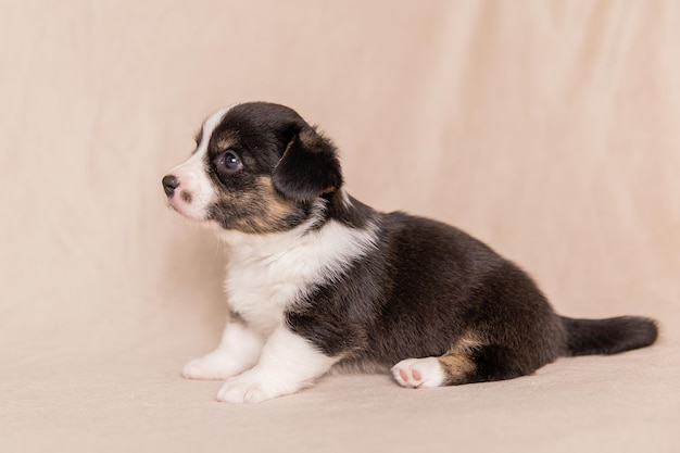 ウェルシュコーギーカーディガンかわいいふわふわ犬の子犬子犬の面白い動物のクローズアップの肖像画