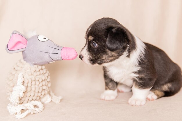 ウェルシュコーギーカーディガンかわいいふわふわ犬の子犬子犬の面白い動物のクローズアップの肖像画