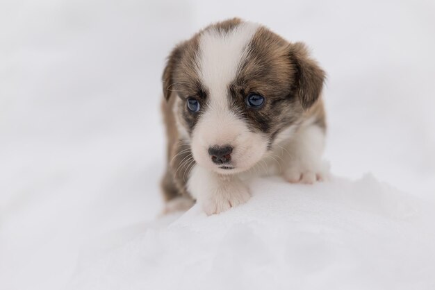 ウェルシュコーギーカーディガンかわいいふわふわ犬の子犬子犬の面白い動物のクローズアップの肖像画