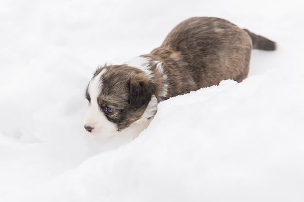 ウェルシュコーギーカーディガンかわいいふわふわ犬の子犬子犬の面白い動物のクローズアップの肖像画