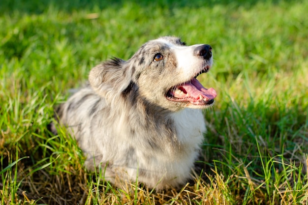 야외 푸른 잔디에 웨일스 어 Corgi 카디건입니다.