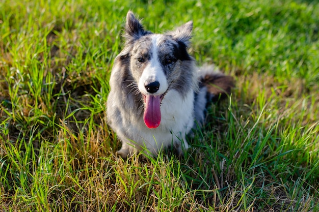 Welsh Corgi Cardigan on green grass outdoor.