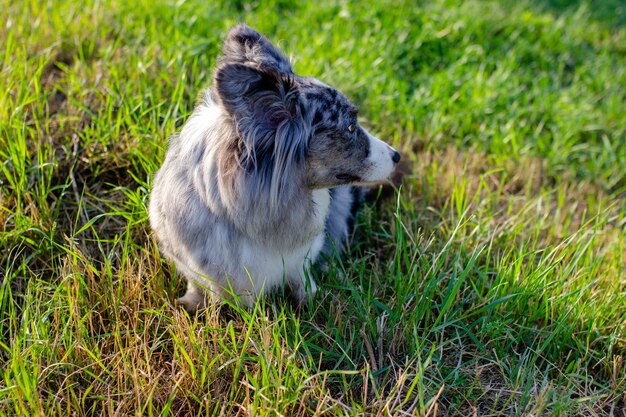 Foto welsh corgi cardigan su erba verde all'aperto.