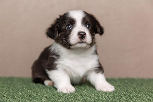 Welsh Corgi Cardigan schattige pluizige hond puppy close-up portret van puppy grappig dier