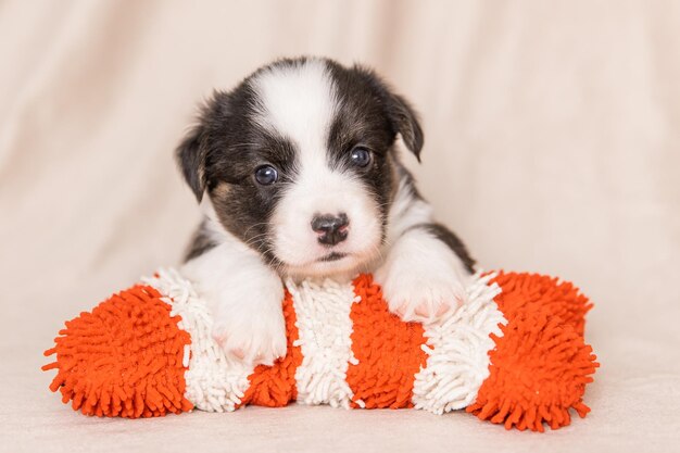 Foto welsh corgi cardigan schattige pluizige hond puppy close-up portret van puppy grappig dier