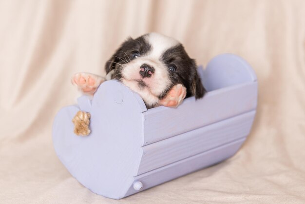 Welsh Corgi Cardigan schattige pluizige hond puppy close-up portret van puppy grappig dier